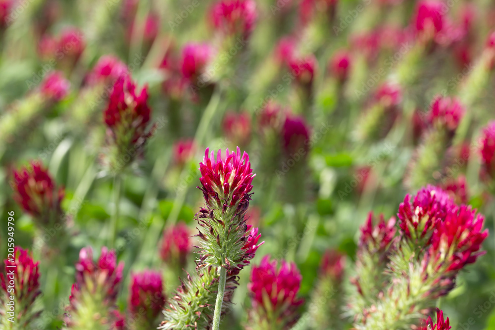 Red Clover in Detail on the spring Field Red Clover in Detail on the spring Field