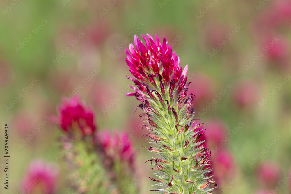 Red Clover in Detail on the spring Field Red Clover in Detail on the spring Field