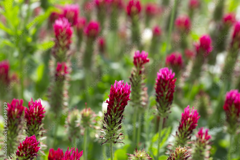 Red Clover in Detail on the spring Field Red Clover in Detail on the spring Field