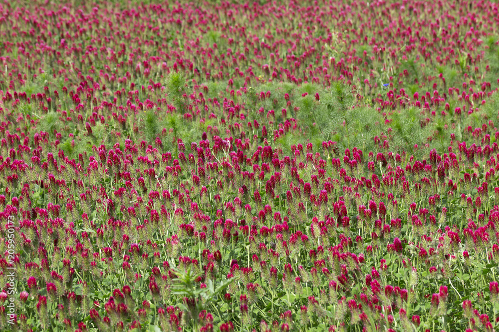 The spring Field of red Clover 