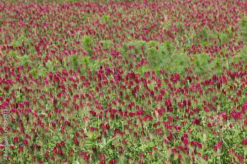 The spring Field of red Clover  © Kajano