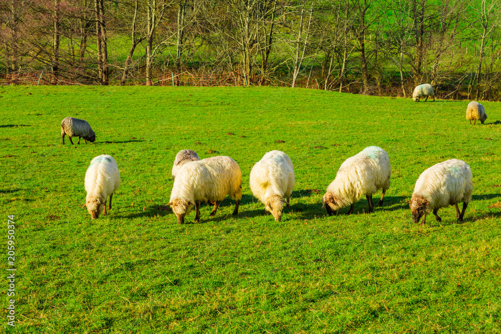 Fototapeta premium Sheep grazing in a Basque rural setting