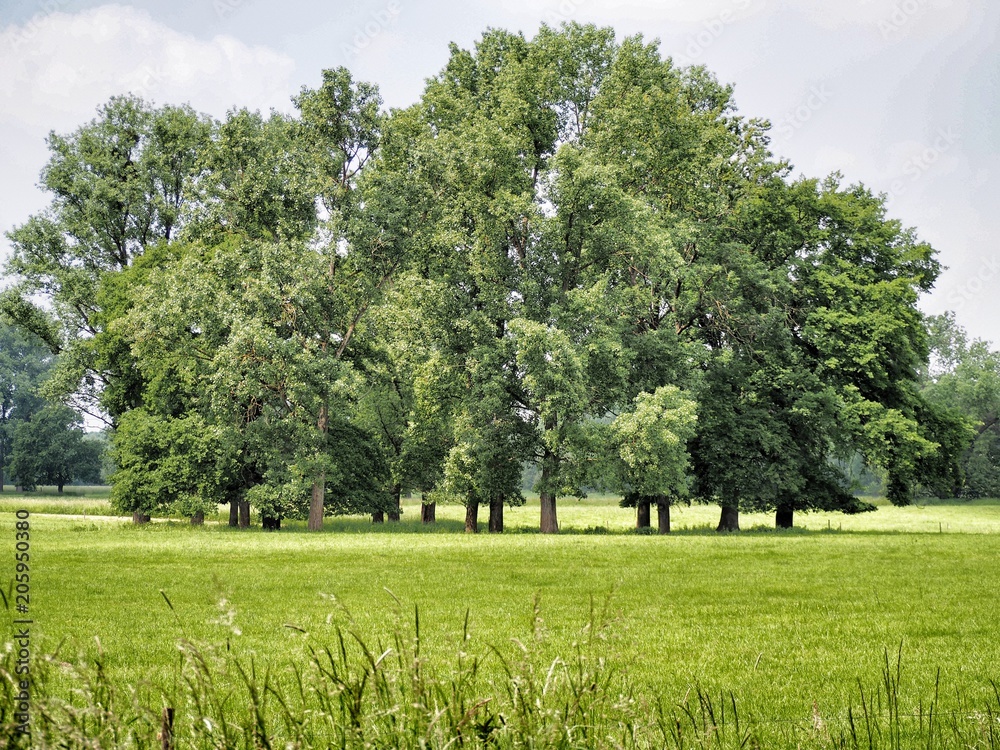 Obraz premium Baumgruppe auf einer Wiese