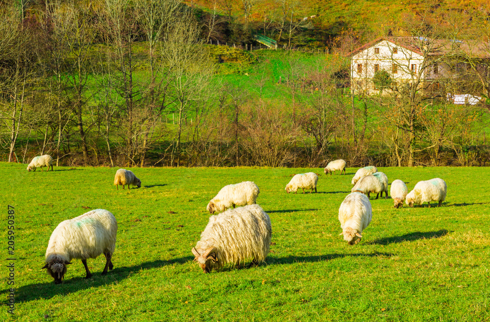 Sheep grazing in a Basque rural setting Sheep grazing in a Basque rural setting
