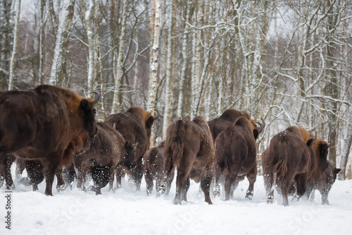 Large brown bisons Wisent running in winter forest with snow. Herd Of European Aurochs Bison, Bison Bonasus. Nature habitat. Selective focus