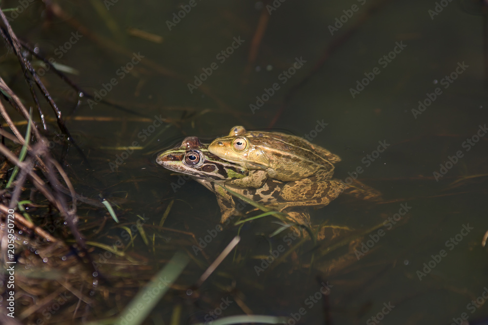 frogs in a pond