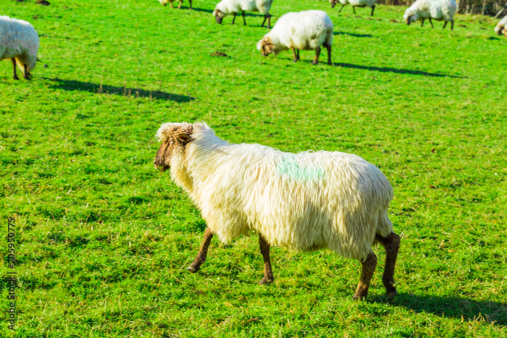 Sheep grazing in a Basque rural setting Sheep grazing in a Basque rural setting
