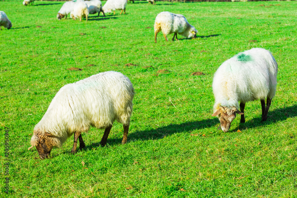 Sheep grazing in a Basque rural setting Sheep grazing in a Basque rural setting