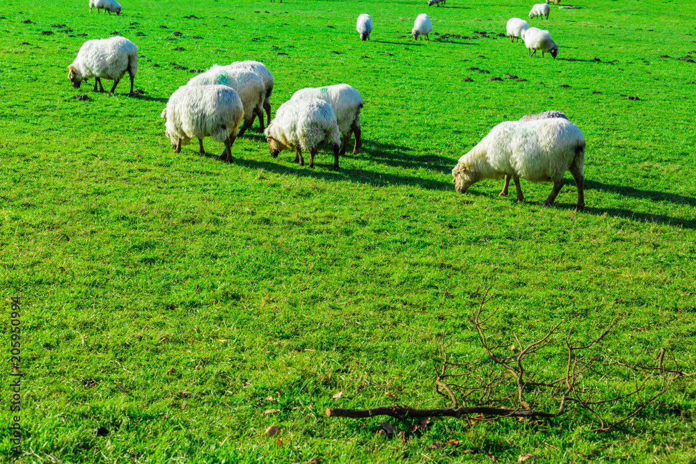 Sheep grazing in a Basque rural setting Sheep grazing in a Basque rural setting