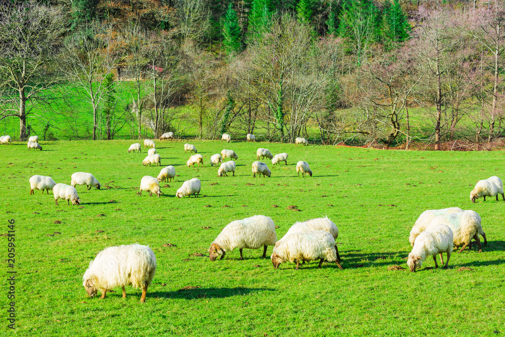 Sheep grazing in a Basque rural setting