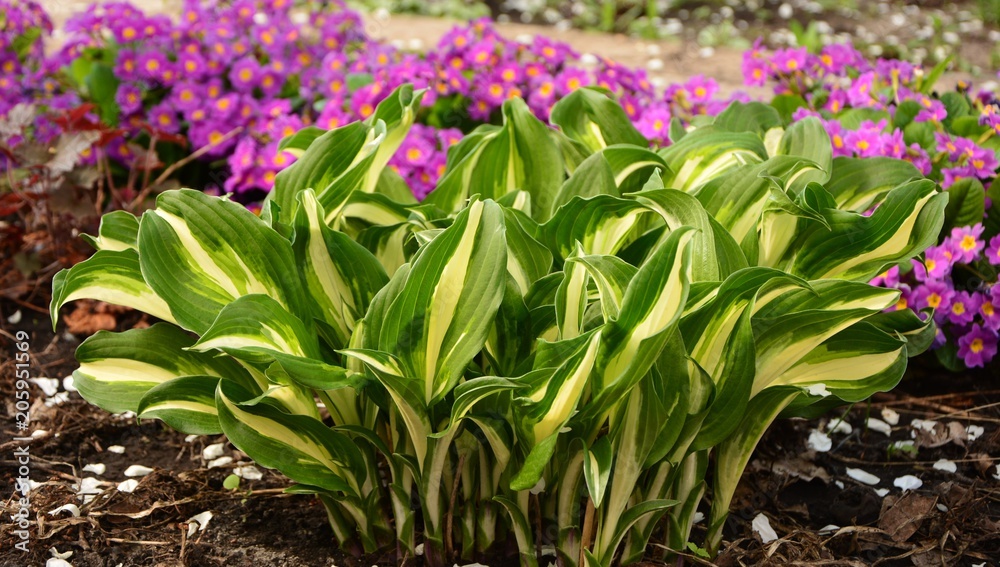 Obraz premium Hosta with green and white leaves in the garden.