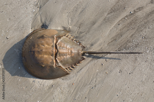 Horseshoe Crab on Beach