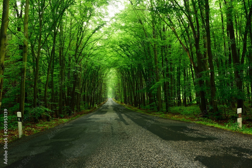 deciduous forest and asphalt dilapidated path deciduous forest and asphalt dilapidated path