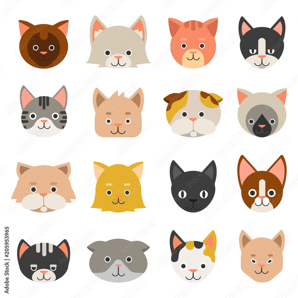 Different faces of cats