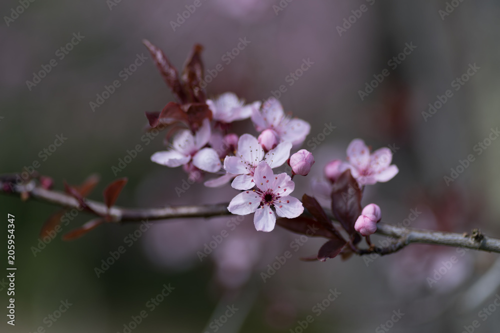 cheery pink love