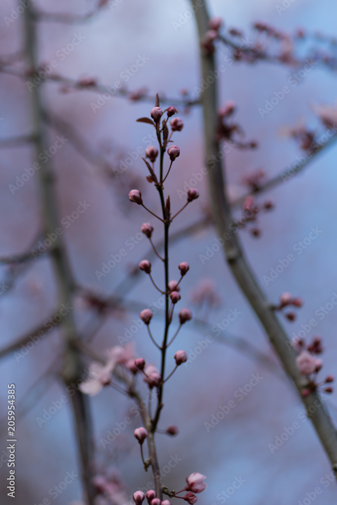 pink buds