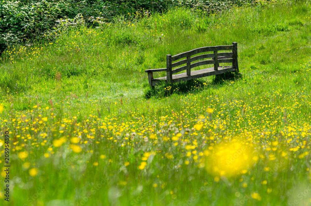 A wooden bench in a flowery meadow as spring turns into summer A wooden bench in a flowery meadow as spring turns into summer
