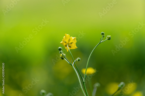 Selective focus of a buttercup petal in bloom 