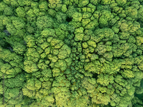 Top view of the forest. Nature background. Photo from the drone