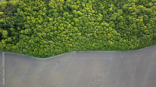 Aerial view a spring green forest and an asphalt road. Photo from the drone