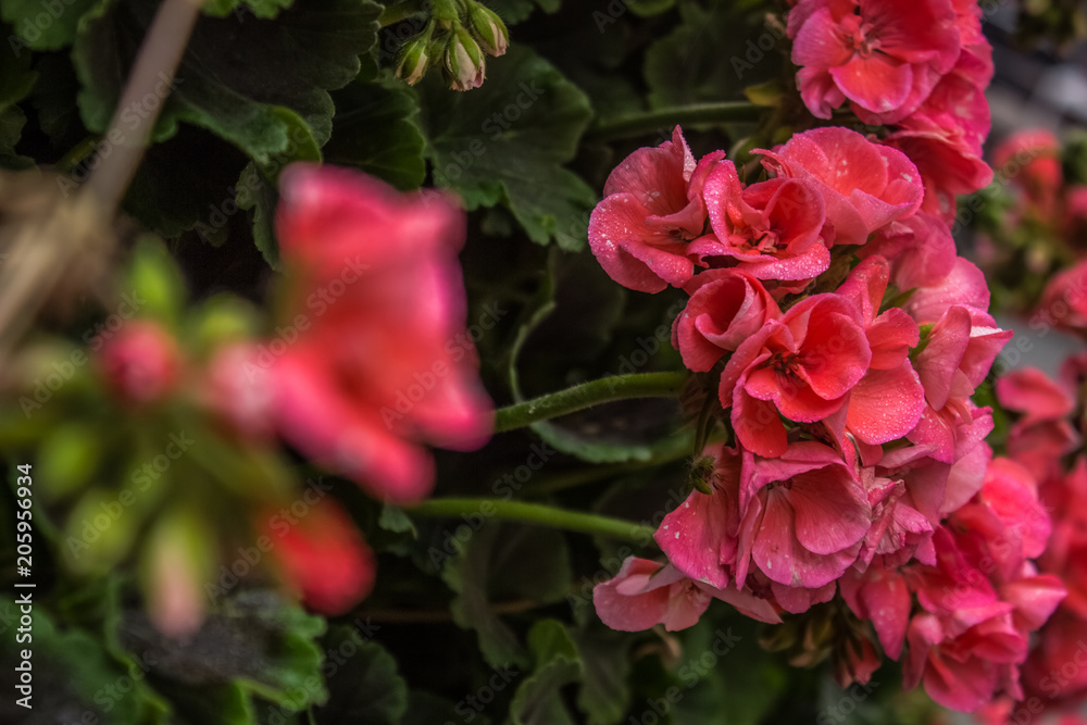 Obraz premium garden rose flowers concept