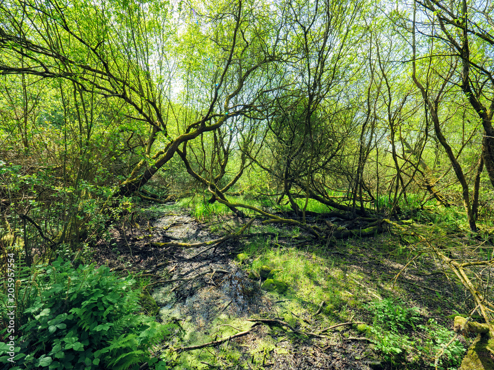 Sunny spring countryside,Northern Ireland