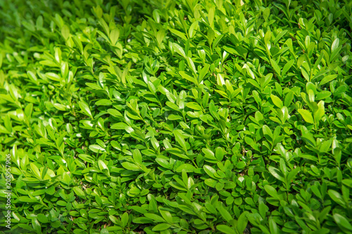 Fresh green leaves background Spring