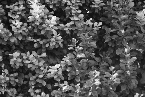 Bushes Green nature Buxus