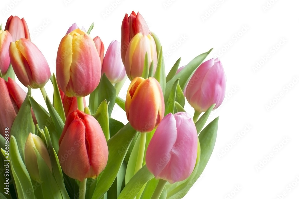 Fototapeta premium Colorful tulips isolated on white