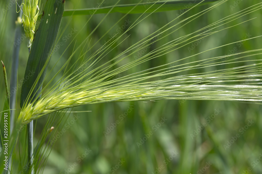 Detail of green Barley Spikes Detail of green Barley Spikes