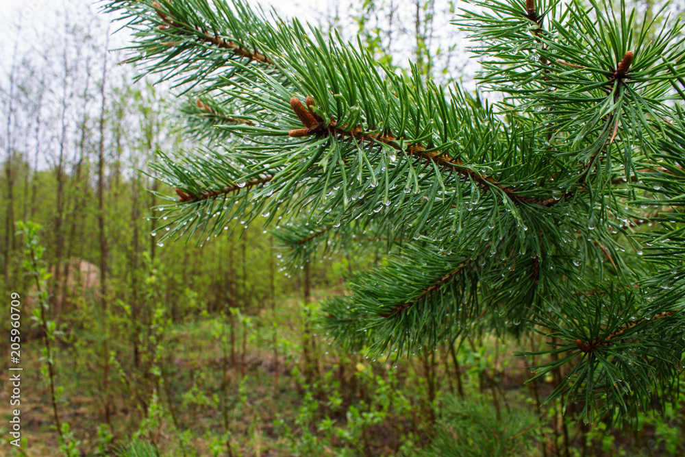 Obraz premium Ветка сосны со свежей хвоей, покрытой каплями дождя