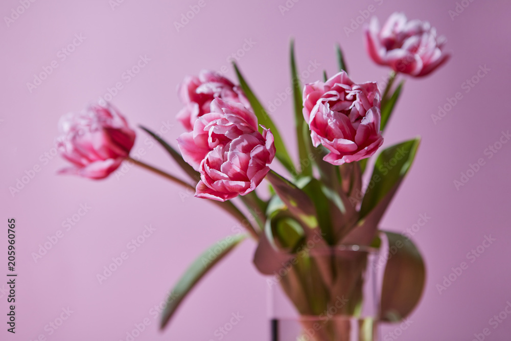 Bouquet of tulips in a glass vase on a pink background Bouquet of tulips in a glass vase on a pink background
