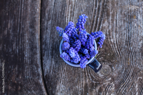 grape hyacinth on old wooden surface