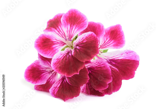 Pelargonium grandiflorum Imperial