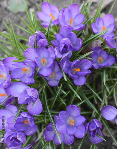 View of magic blooming spring flowers crocus growing in wildlife. Purple crocus growing from earth outside.