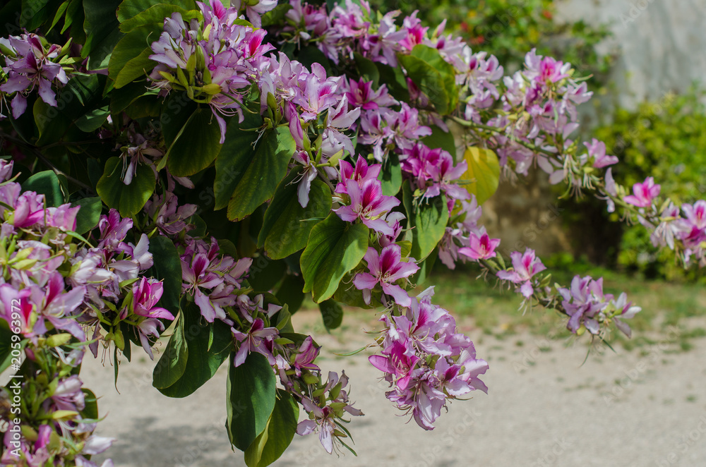 Fototapeta premium Bauhinia variegata Orchid tree blooming in springtime