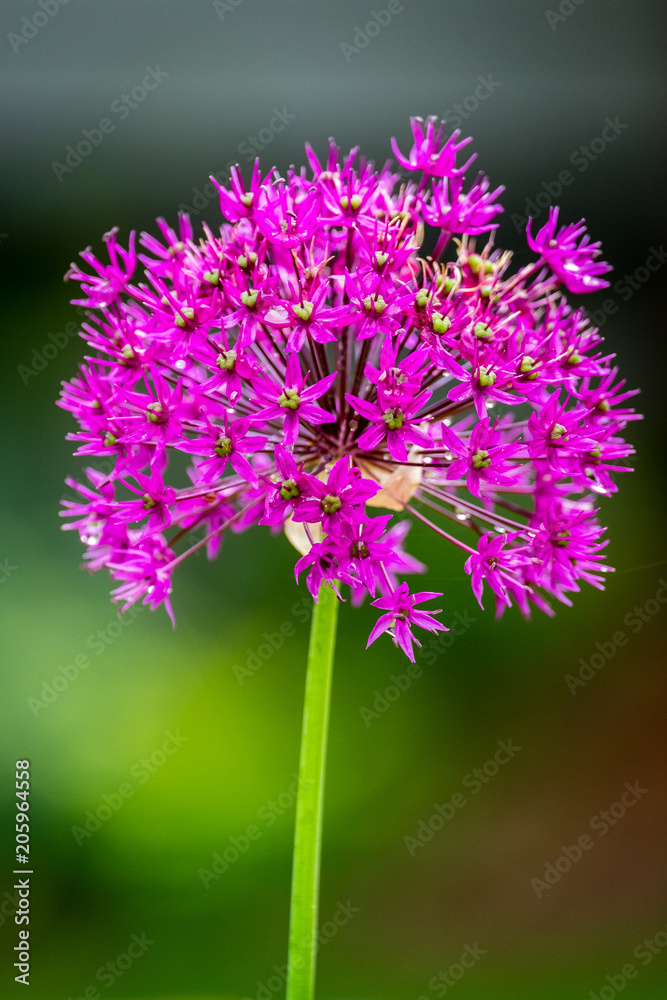 Bright purple flowers against a blurred background