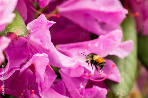 A bumblee searches for nectar amongst the dewy wet pink petals