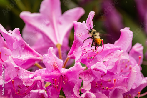 A bumblee searches for nectar amongst the dewy wet pink petals