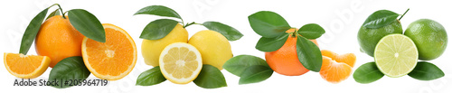Collage Orangen Zitrone Mandarine Früchte in einer Reihe Freisteller freigestellt isoliert