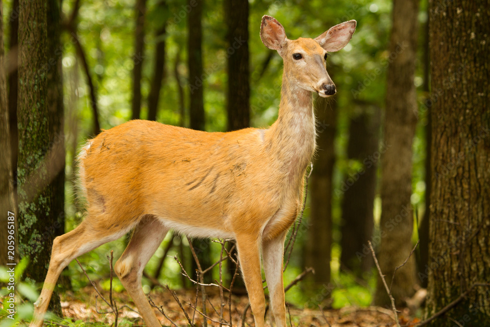 Whitetail Deer in the Woods