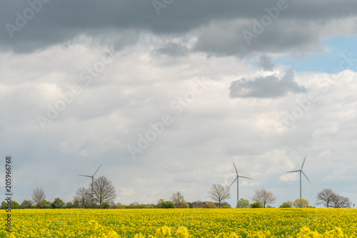 Windmills on the colza field