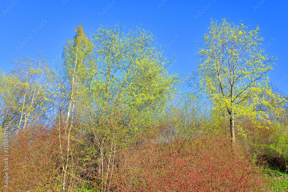 Fototapeta premium Landscape in the park in spring.