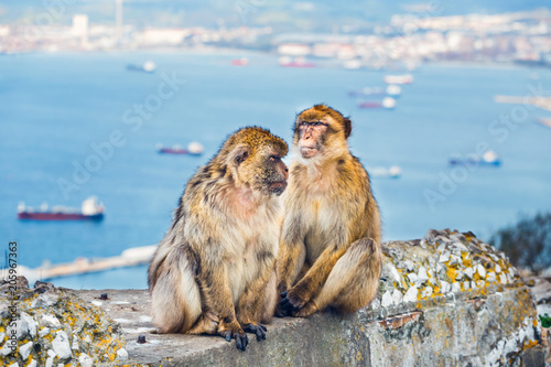 closeup of a pair of macaques, male and female in a reserve on the Gibraltar peninsula photo