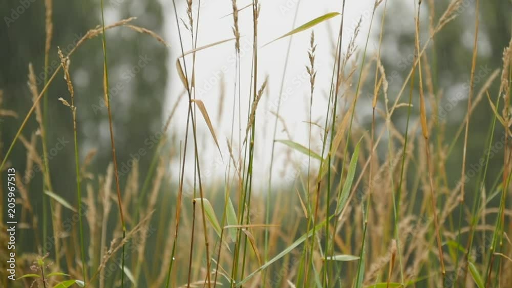 Grass Under Rain Slowmotion Grass Under Rain Slowmotion
