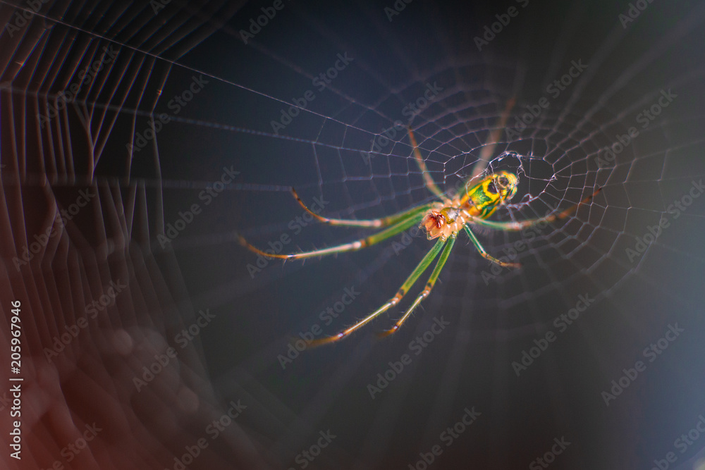 Spider_1 Spider_1