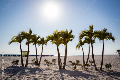 Palm Trees on St. Pete beach photo