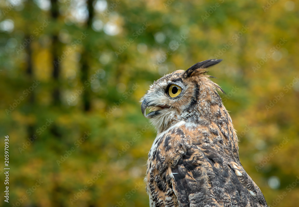 Great Horned Owl with Fall Foliage Background Great Horned Owl with Fall Foliage Background