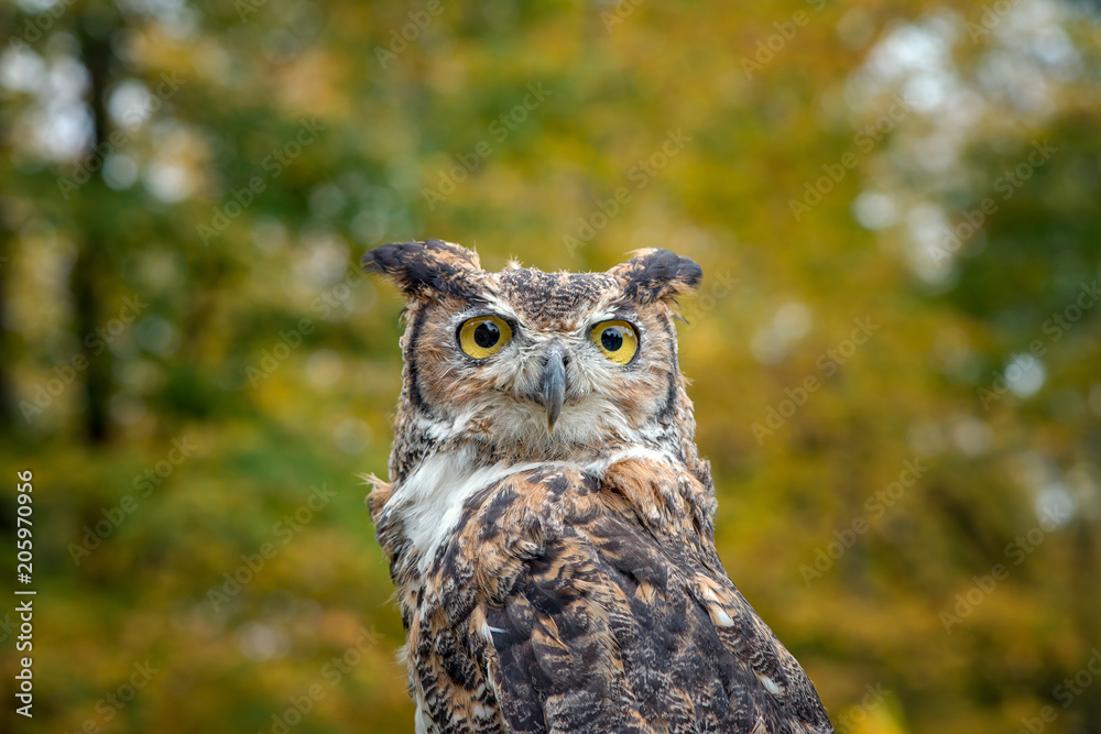 Great Horned Owl with Fall Foliage Background Great Horned Owl with Fall Foliage Background