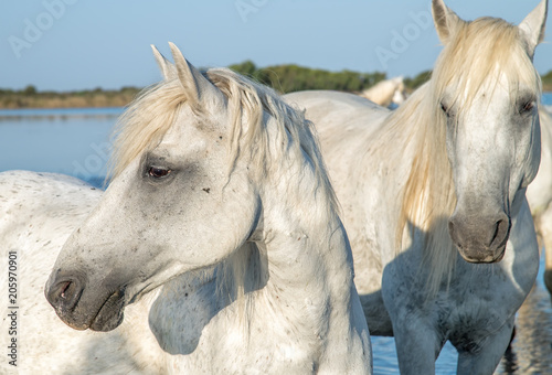 White stallions in the Camargue region of France